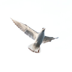 Flying seagull with white background.