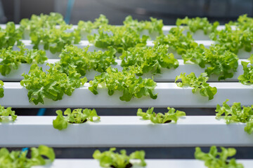 Hydroponics vegetable farm. Concept of growing organic vegetables and health food.