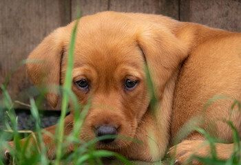 Fox red Labrador puppy, looking at the camera. Selective focus.