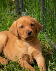 Fox red Labrador puppy, looking at the camera. Selective focus.