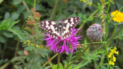 Schachbrett Schmetterling auf Blume