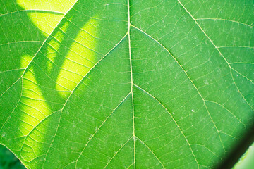green leaf close up background