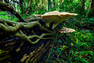 Mushroom growing on a trees roots