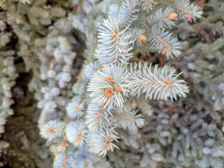 Naklejka na ściany i meble frost on pine needles