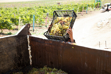 Fototapeta na wymiar Collecting green grapes into iron container