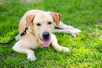 image of dog playing in the park.