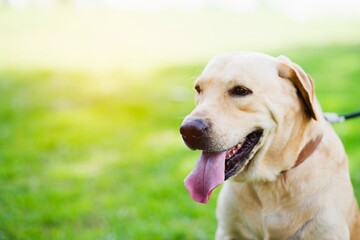 labrador dog in the park