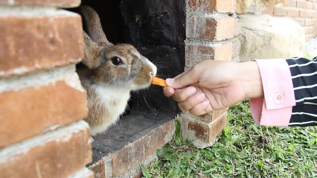 the hands of a young woman feeding carrots to the white chocolate rabbit. cute rabbit and beautiful woman's hand