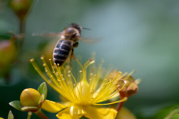 singel bee on yellow flower
