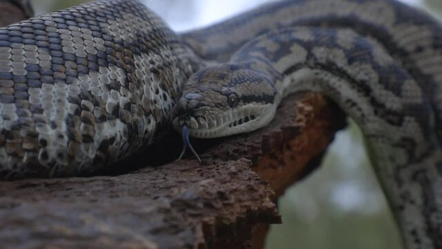 Snake In A Tree In Nature Moving Around With It's Tongue Out Upclose