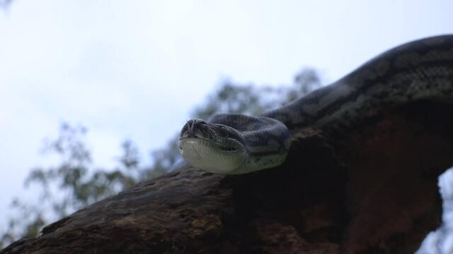 Snake On A Tree In The Wild Nature Upclose