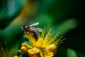 singel bee on yellow flower