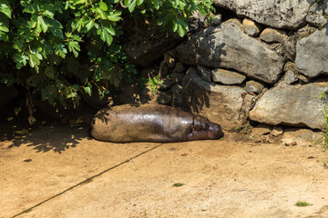Hippopotamus in a zoo of Spain