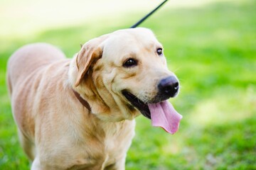 image of dog in the park.