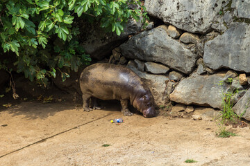 Hippopotamus in a zoo of Spain