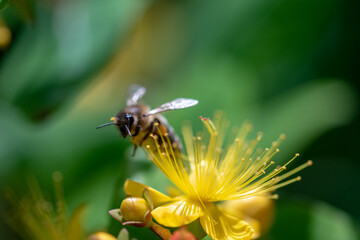 singel bee on yellow flower