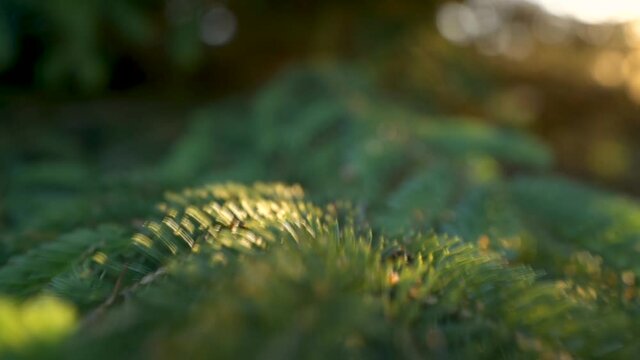 Closeup Of Conifer Tree Needles At Sunset In Algonquin Park