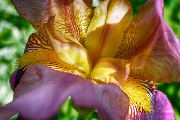 Iris flower close up