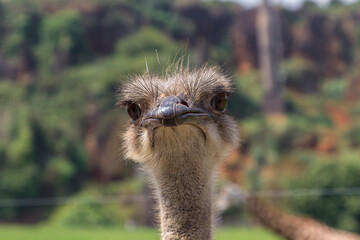 Ostrich in a zoo of Spain