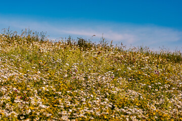 Obraz premium wild flowers in the field