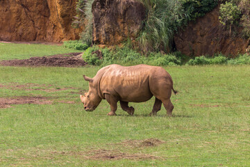 Obraz premium Rhinos in a zoo of Spain