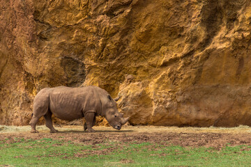 Rhinos in a zoo of Spain