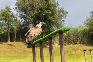 Eagle in a zoo of Spain