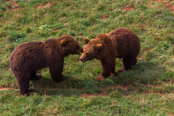 Bears in a zoo of Spain