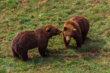 Bears in a zoo of Spain
