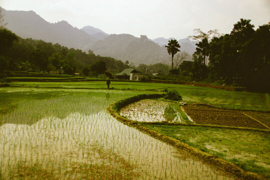 Cinematic scenery of a terraced ricefield in Ha giang, Vietnam © MarieXMartin