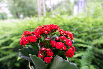 Red carnation flowers to enjoy the beauty