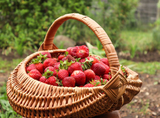 Wicker basket filled with fresh strawberries on the background of greenery