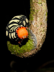  Isognathus leachii in Yasuni