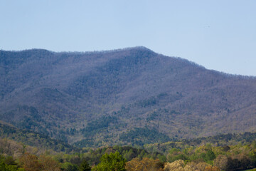 Tree covered mountains