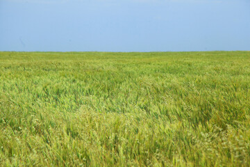 Green harvest fields under the blue sky