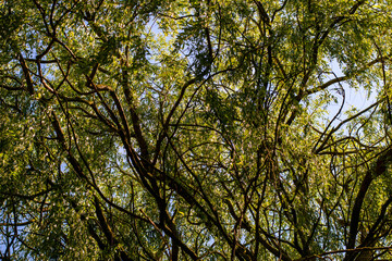 Obraz premium trees in the sky