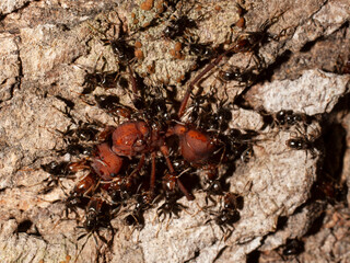 Ants eating ant