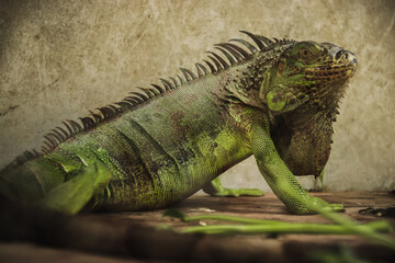Green iguana or American iguana sold as an exotic pet in Chatuchak Weekend Market in Bangkok City...