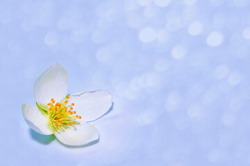 branch of jasmine flowers isolated on blue background.