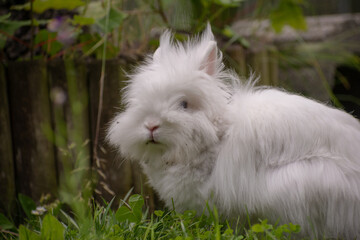 white rabbit in the grass