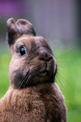 rabbit standing in the garden