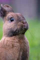 rabbit standing in the garden