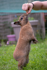rabbit standing in the garden