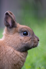 small rabbit in the grass