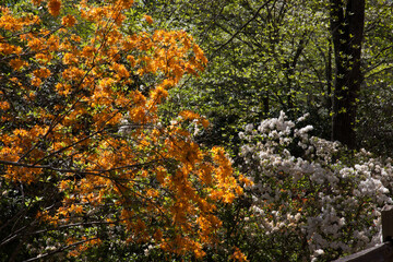 Spring flowers in the woods
