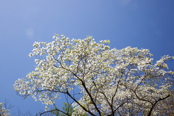 Tree against the sky