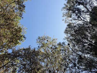 Obraz premium Beautiful forest and many pine trees