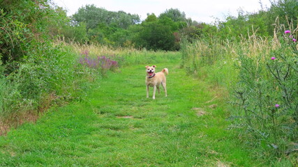 Obraz premium Süßer Hund in Natur bei Wien