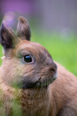 small rabbit in the grass