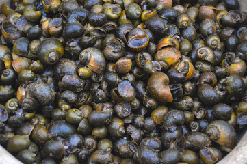  Land snails sold as food in Luang Prabang Morning Market in Laos that shows the life, culture and livelihood of the local people